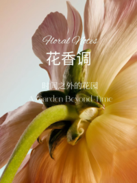 JIETU1779636703789